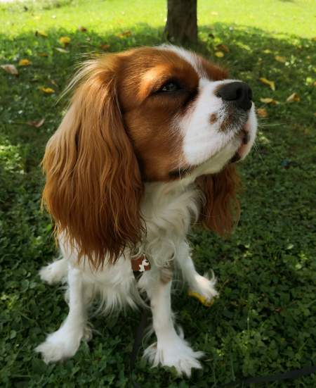 Cavalier king charles spaniel Ron